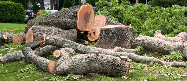 How Our Tree Care Process Works  in  Lake Odessa, MI