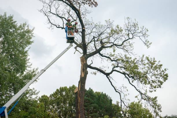 Best Tree Mulching  in Lake Odessa, MI