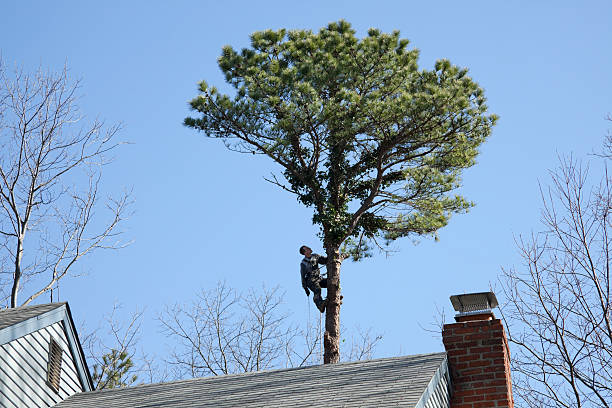 Professional Tree Services in Lake Odessa, MI